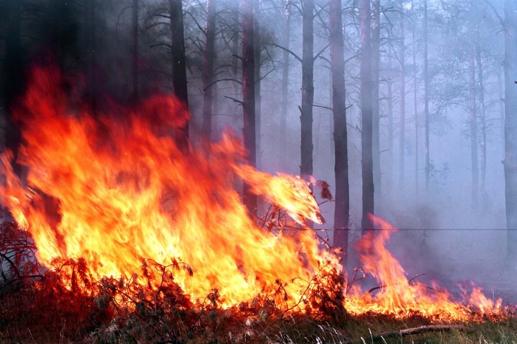 Пожежники гасять одразу дві лісові пожежі на Полтавщині