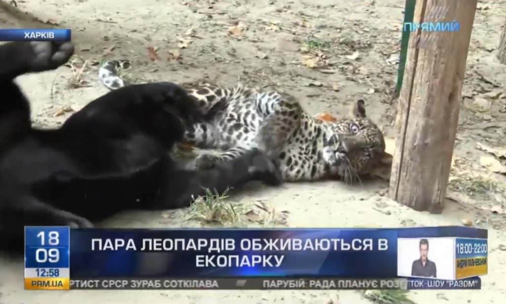 У Харківському екопарку підростає пара індійських леопардів