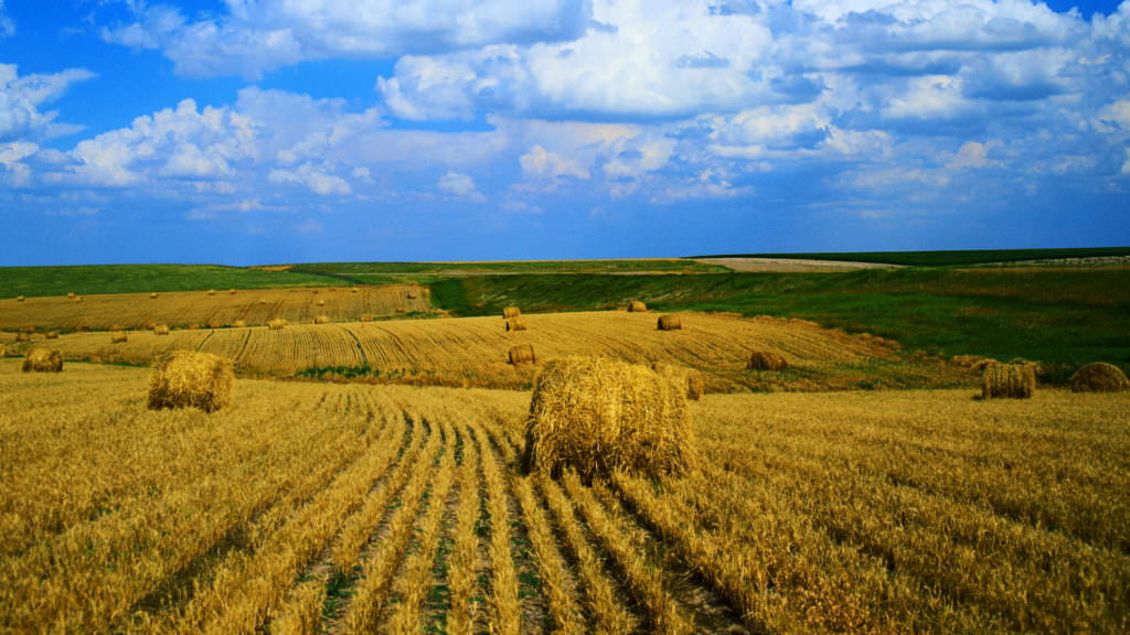 Цього року Україна збере другий найбільший врожай за свою історію
