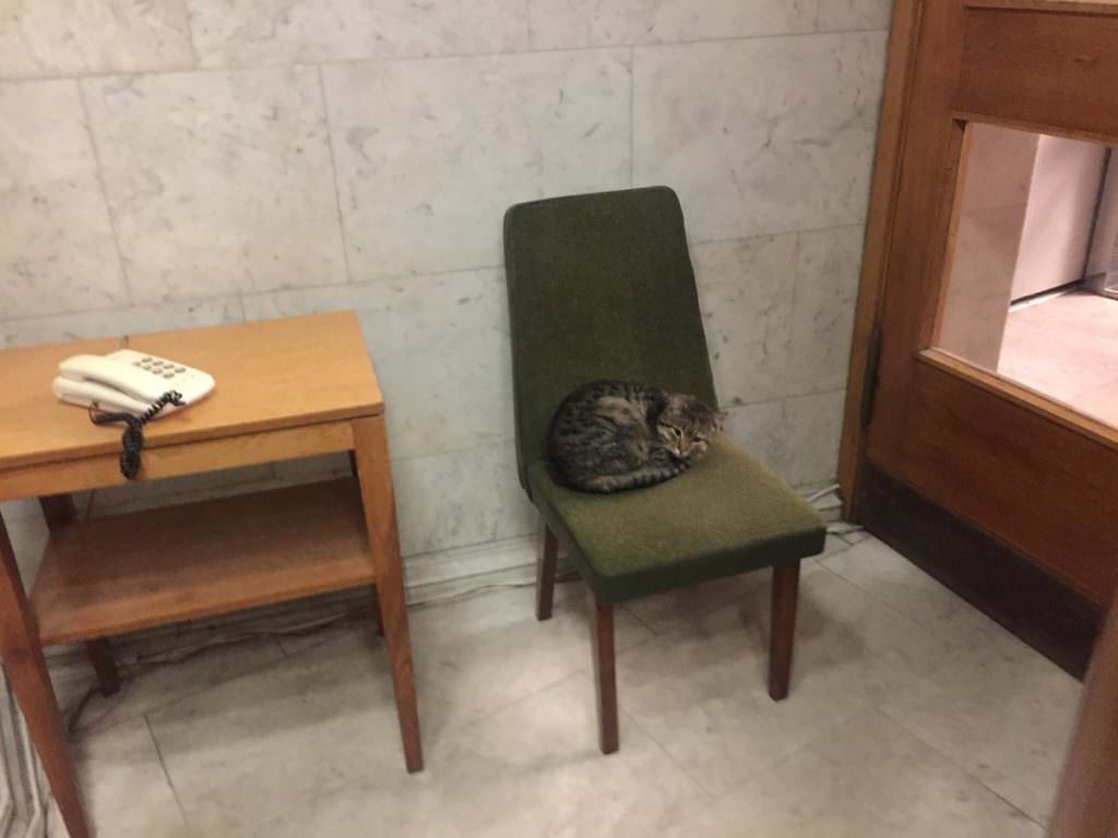 У МЗС України прийняли на “роботу” кота