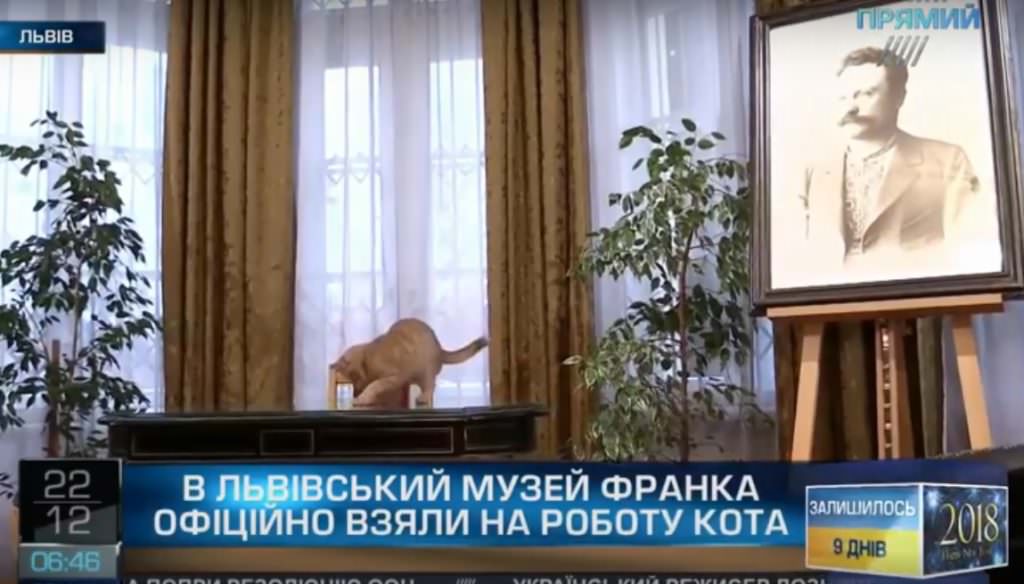 У Львові коти працевлаштувалися у музей Франка, палац Потоцьких, кафе та крамниці