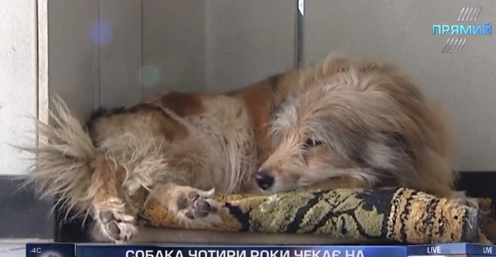Місцева Хатіко оселилася на Харківському авіазаводі