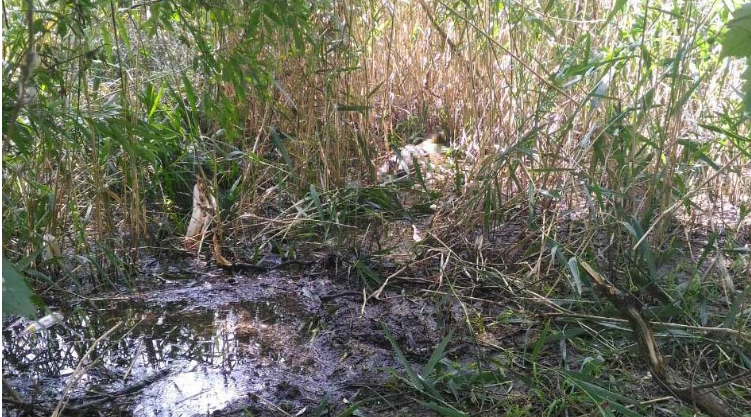 У Нікополі жорстоко вбили 13-літню школярку