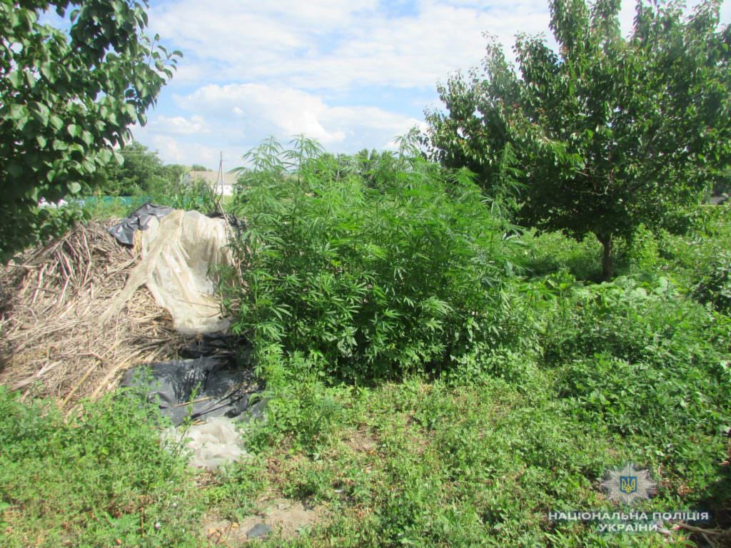 На Киевщине бабушка вырастила полтысячи кустов конопли