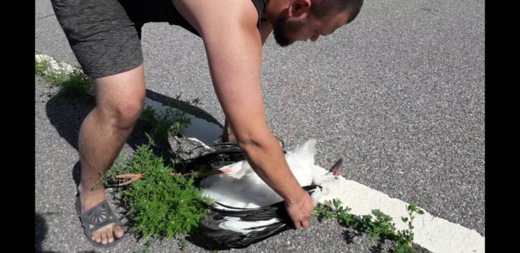 На Харьковщине неизвестный насмерть сбил стаю аистов: Фото