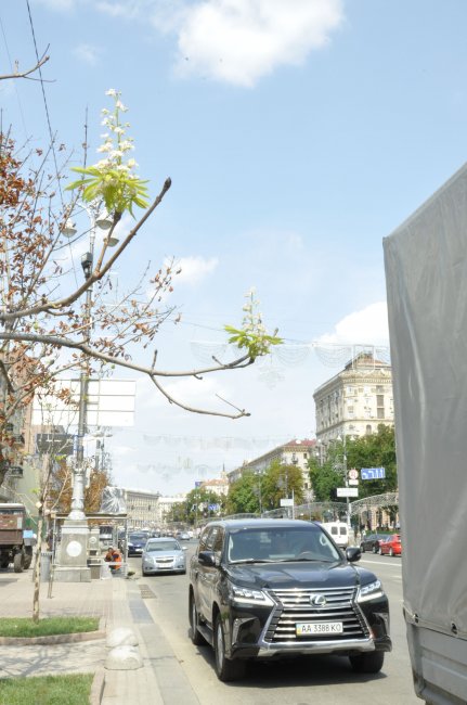 цвіт каштанів в серпні