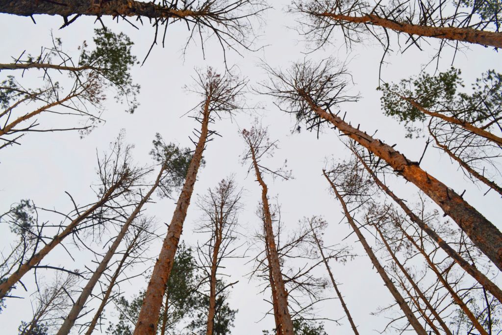 В Украине усыхает почти 400 тысяч гектаров леса, что превышает показатели прошлого года