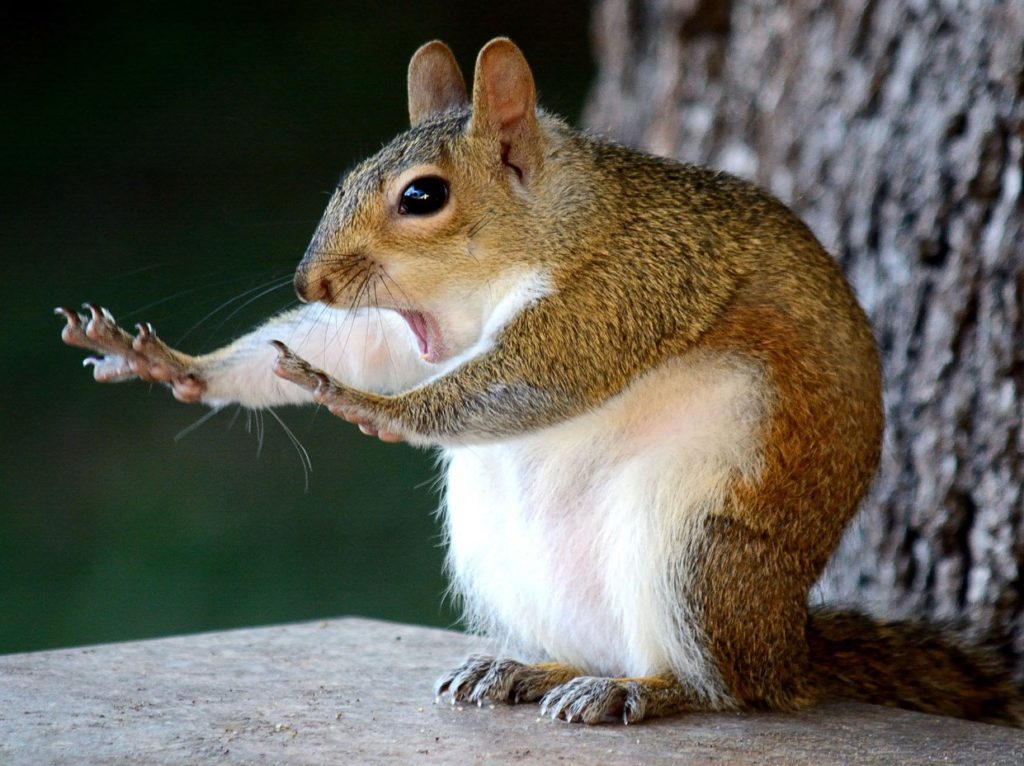 Опубликованы лучшие фото животных по версии Wildlife Photography Awards