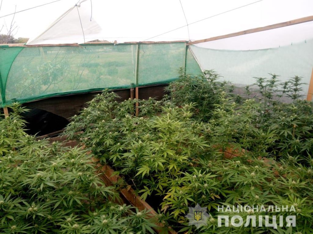 Елітні сорти конопель на мільйон грн: на Херсонщині чоловік вирощував плантацію в будинку