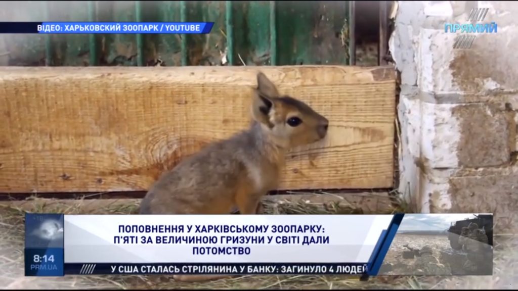 Поповнення у харківському зоопарку: п’яті за величиною гризуни у світі дали потомство
