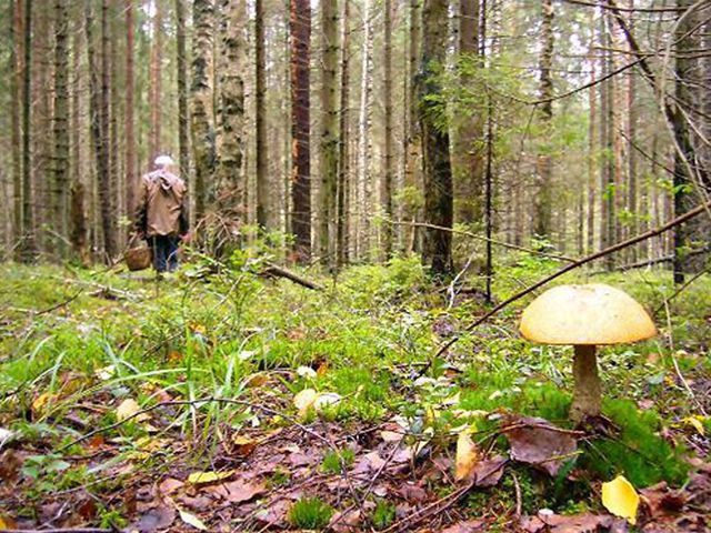 На Тернопільщині під час збору грибів у лісі замерзли на смерть мама і син