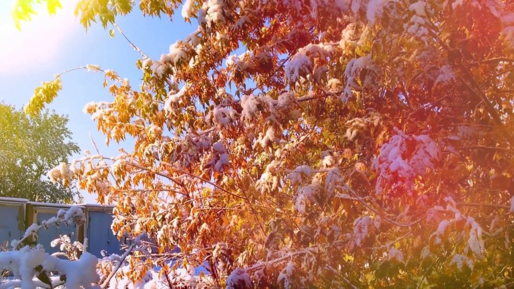 Зима близько: у Києві цього тижні очікується мокрий сніг