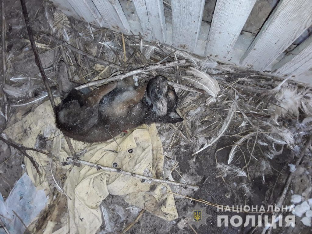 Забирали “в добрі руки” та катували: на Київщині затримали пару живодерів
