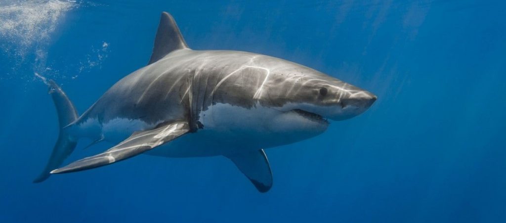 In Western Australia, a man died after a shark attack: details of the incident