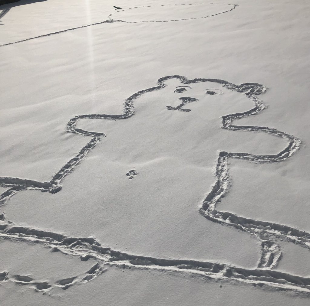 У соцмережах розгадують таємницю малюнка ведмедя на снігу у Канаді