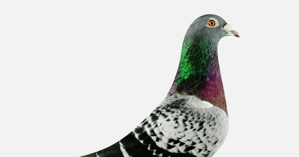 У Бельгії продали найдорожчого голуба в світі