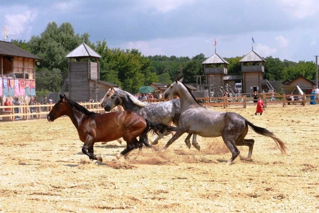 На Киевщине состоится конное шоу