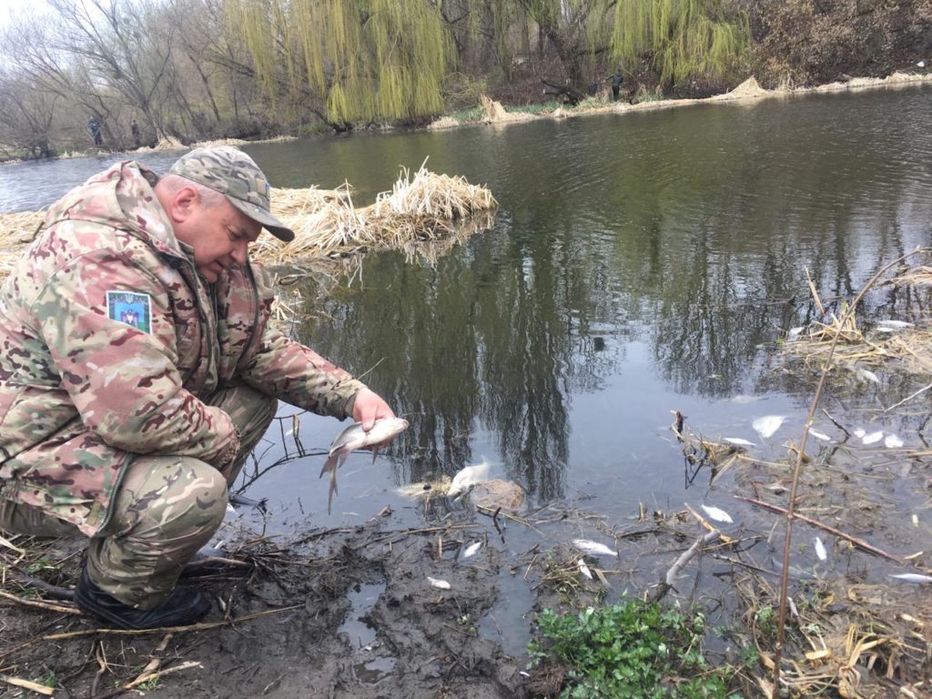 У річці на Житомирщині зафіксували масовий мор риби