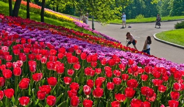 У Києві на Співочому полі відкрилася виставка тюльпанів “Казки світу”