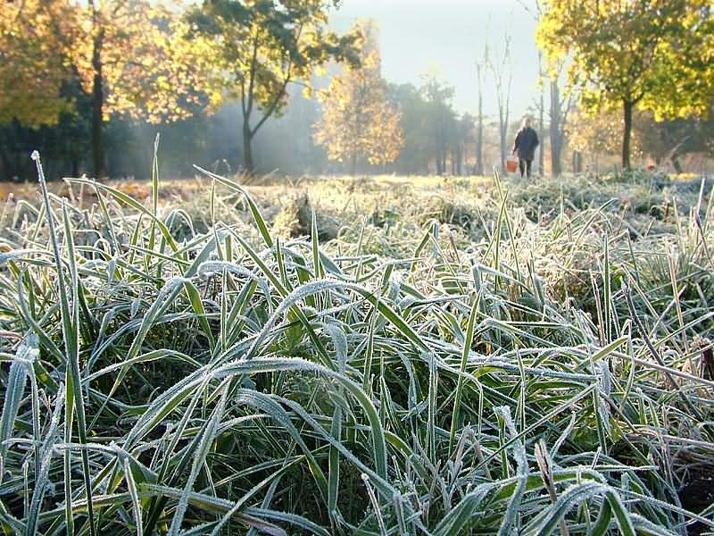 В Україні цієї ночі очікуються перші заморозки