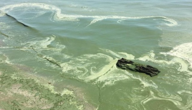 Аномальне нашестя водоростей: відпочивальникам в Одесі рекомендують утриматися від купання в морі