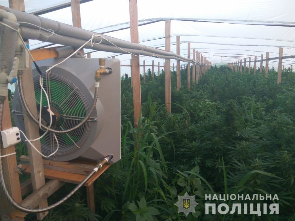 6 тисяч кущів канабісу: на Запоріжжі викрили масштабну нарколабораторію, яка працювала на окупований Крим