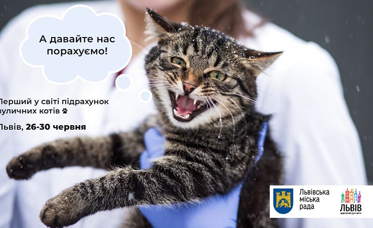 У Львові вперше в світі підрахують кількість бродячих котів