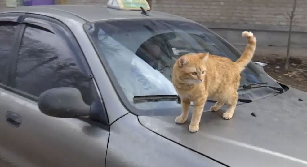 В Одесі чоловіки влаштували стрілянину через кота