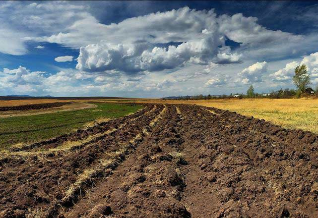 В уряді назвали ціну одного гектару після запуску ринку землі