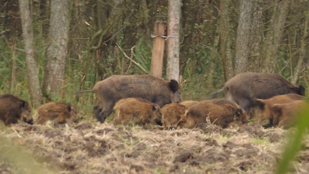 По Львову бігало стадо диких кабанів: кумедне відео