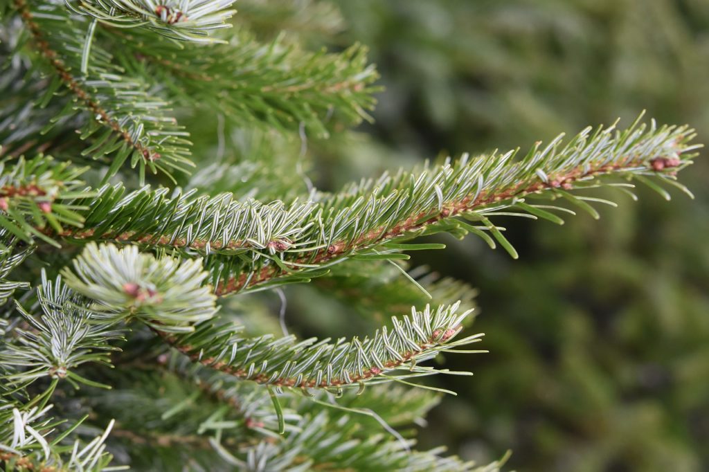 The cost of Christmas trees in Kyiv: price and which tree is better to choose