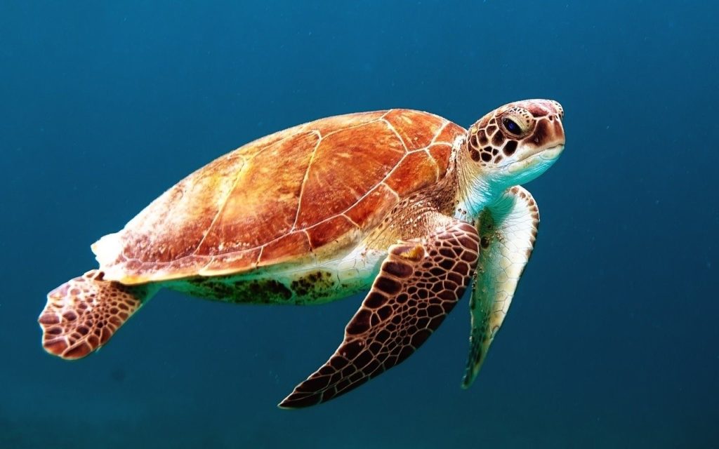 Всесвітній день морських черепах: що відзначають 16 червня
