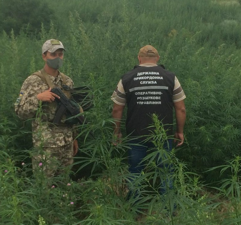 В зоні проведення ООС виявили 1,5 гектара коноплі: фото і відео
