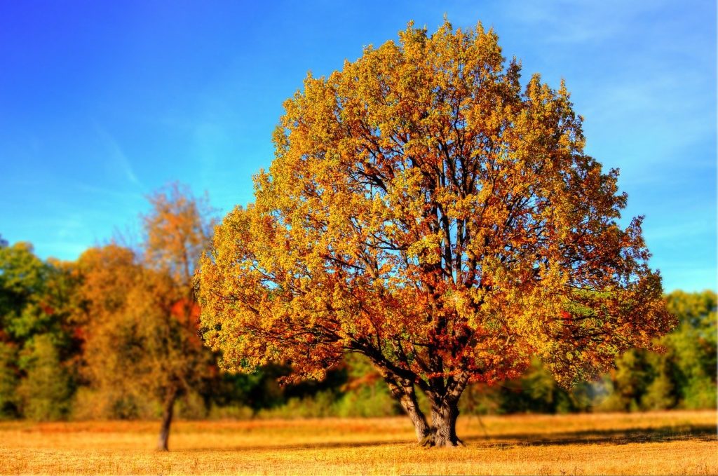 Temperatures will reach almost 20 degrees: forecasters predict the return of heat to Ukraine