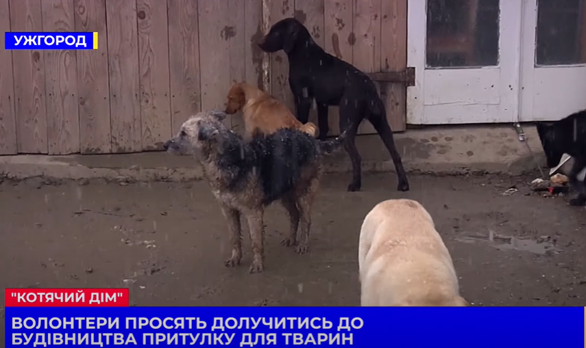 “Котячий дім”: волонтери просять долучитись до будівництва притулку для тварин