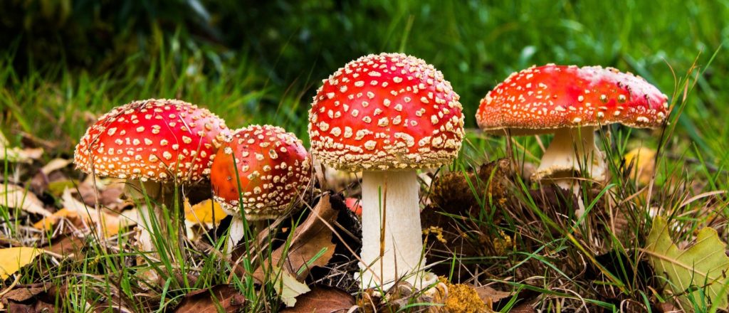 На Дніпропетровщині жінка намагалася вилікувати рак сушеним мухомором