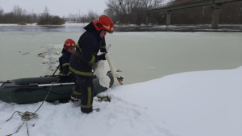 На Львівщині з крижаної пастки врятували зграю лебедів: фото