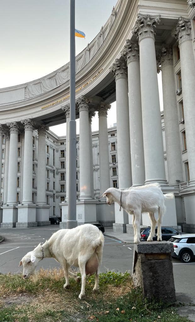 Кози в Києві+