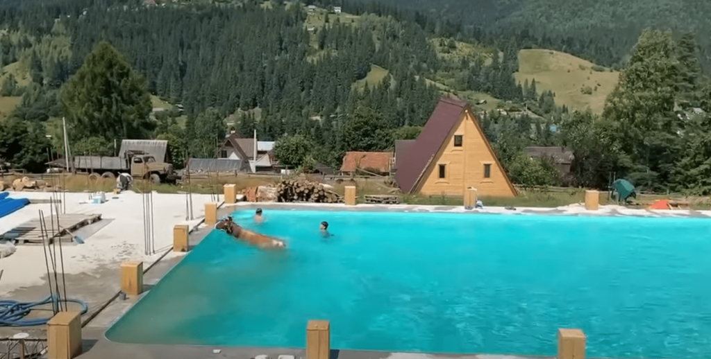 У Карпатах корова пірнула в басейн з туристами: відео