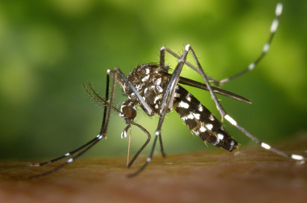 A dangerous tropical disease is already threatening Europe