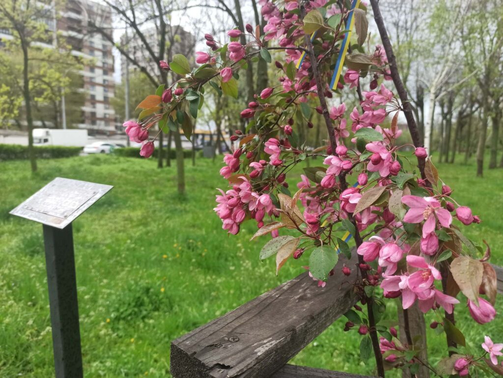 В Україні створять інститут помічника ветерана: як він працюватиме