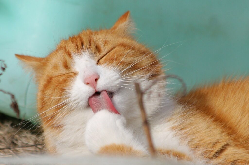 A cat in France received a restraining order: what is it all about?