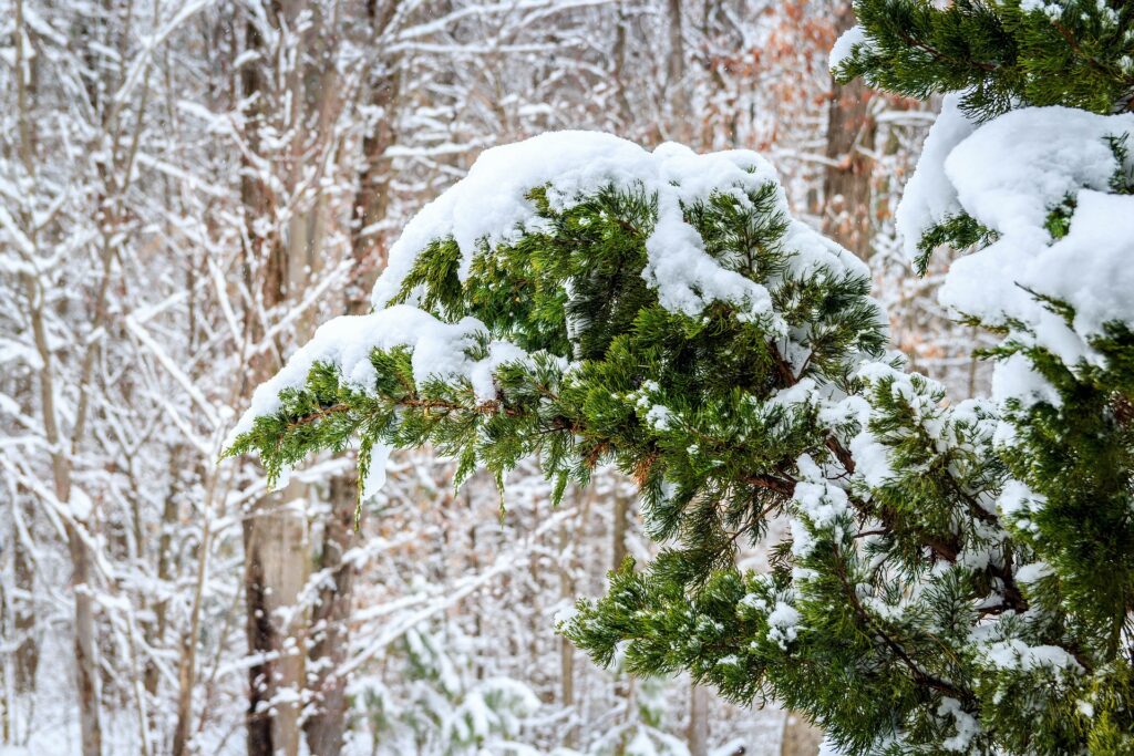 Snow paralyzed the road to Bukovel: tourists found themselves trapped