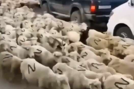 Z-барани з Дагестану: російські чиновники випадково висміяли росіян та “спецоперацію” Путіна
