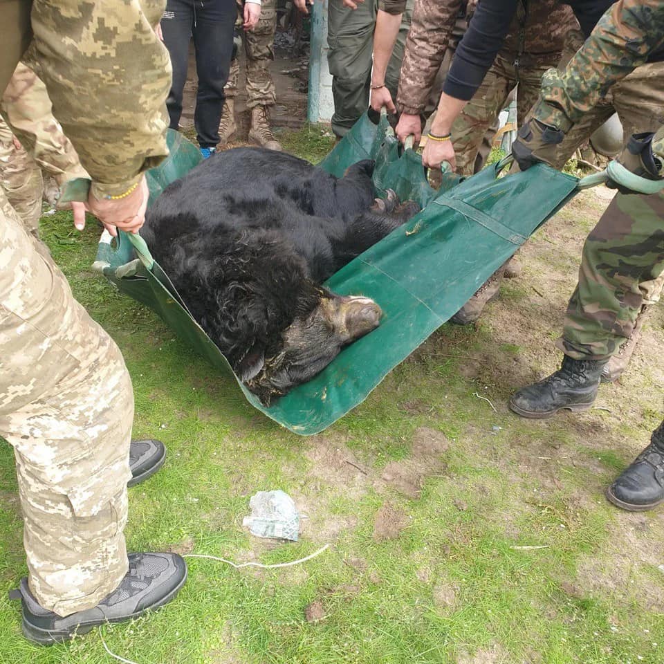 Біля звільненого Лимана на Донеччині врятували контуженого ведмедя