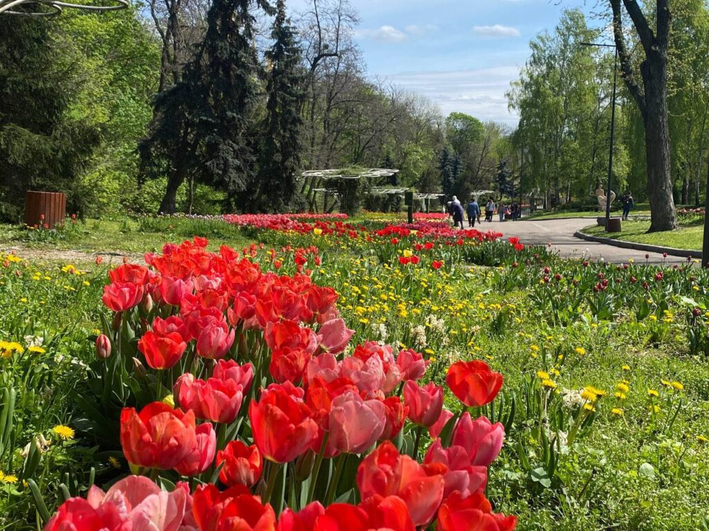У столичному парку Співоче розквітли тюльпани: організатори запрошують на щорічну виставку