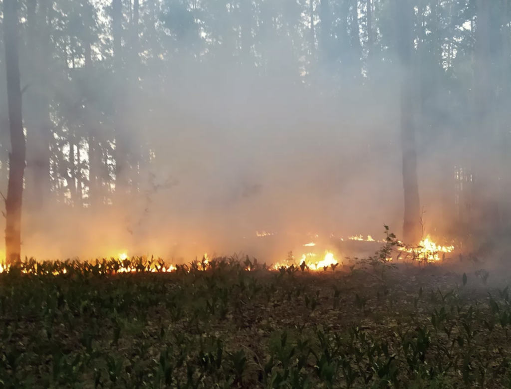 На Чернігівщині через обстріли окупантів горить ліс