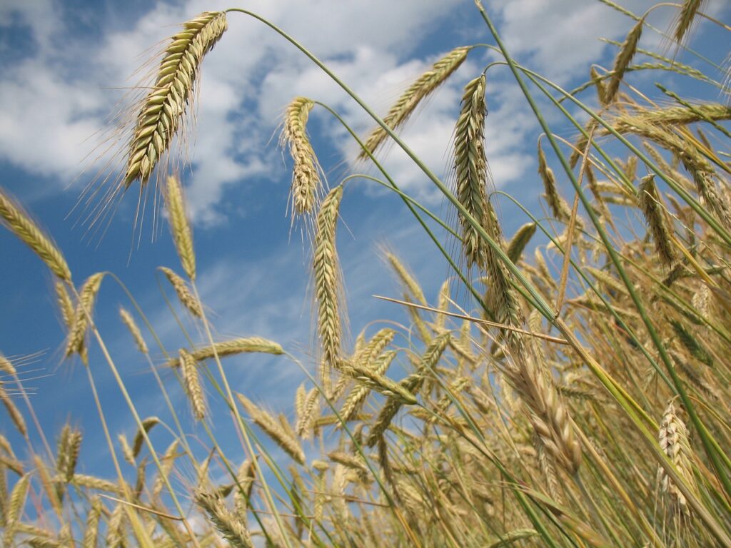 Нелояльним до влади аграріям перекрили перекрили продаж продукції за кордон