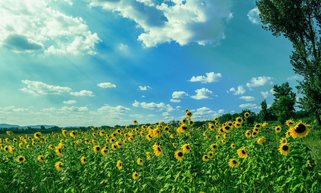 Heat to hit Ukraine on August 29: forecast