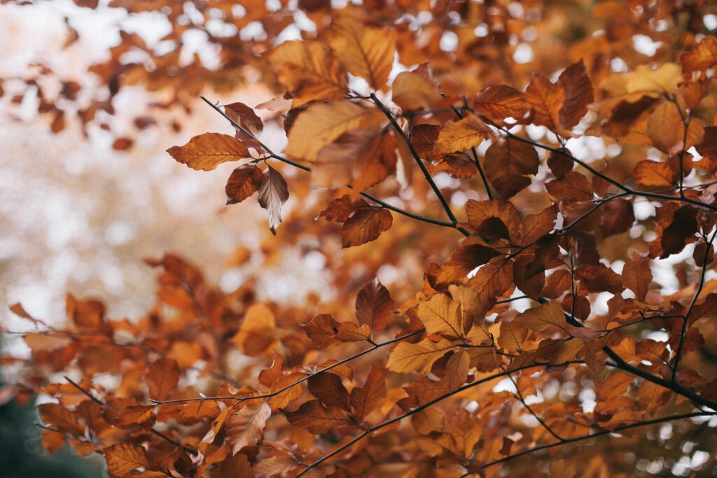 Cold weather will come to Kyiv: weather forecasters have named the date